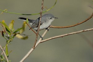 Gnatcatcher, Blue-gray, 2010-01287982b Eagle Lakes Community Park, FL